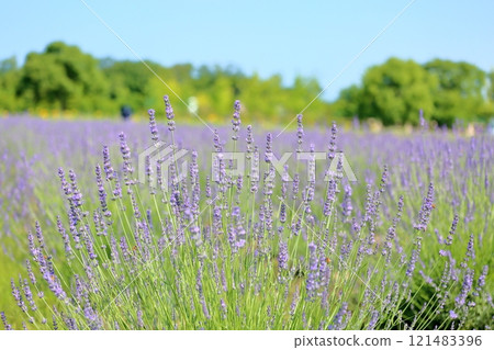 Refreshing lavender flowers 121483396