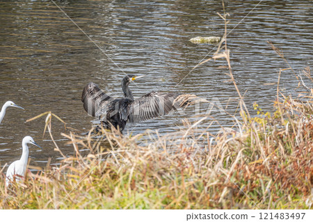 Cormorant spreading its wings, Kamo River, Kyoto City Cormorant spreading its wings, Kamo River, Kyoto City 121483497