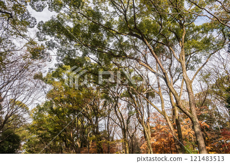 下鴨神社 忠之森 冬天的風景 京都市 121483513