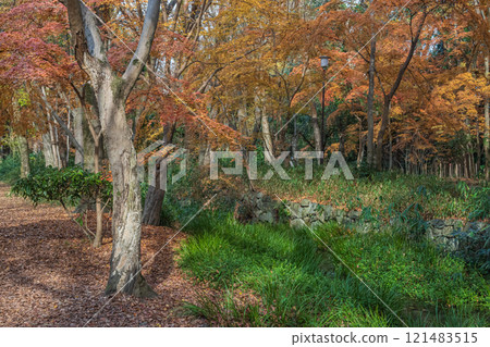 下鴨神社 忠之森 冬天的風景 京都市 121483515