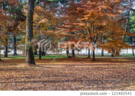 京都御苑森林風光 京都御苑森林風光 121483541