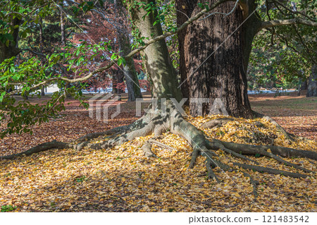 Kyoto Imperial Palace forest scenery Kyoto Imperial Palace forest scenery 121483542