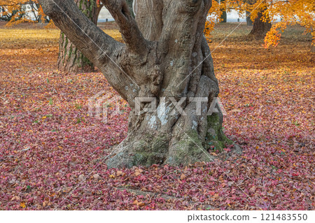 落葉覆蓋的京都御苑森林風景 落葉覆蓋的京都御苑森林風景 121483550