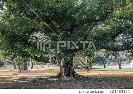 Kyoto Imperial Palace forest scenery 121483553