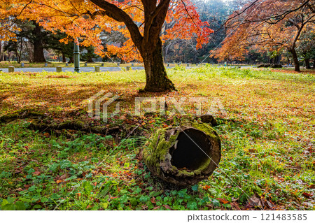 Kyoto Imperial Palace forest scenery 121483585