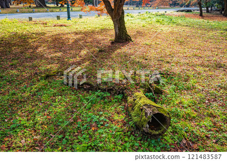 京都御苑森林風光 京都御苑森林風光 121483587