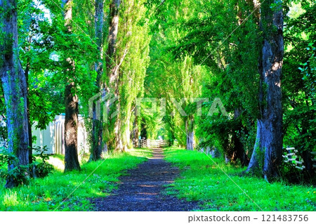 北海道大學胡楊樹 121483756