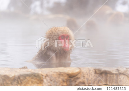 Japanese macaques bathing in hot springs [Jigokudani Monkey Park, Nagano Prefecture] 121483813