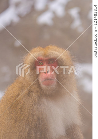 Japanese macaques living in Jigokudani [Jigokudani Monkey Park, Nagano Prefecture] 121483814