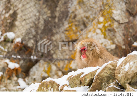 Japanese macaques living in Jigokudani [Jigokudani Monkey Park, Nagano Prefecture] 121483815