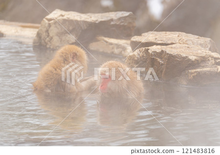 Japanese macaques bathing in hot springs [Jigokudani Monkey Park, Nagano Prefecture] 121483816