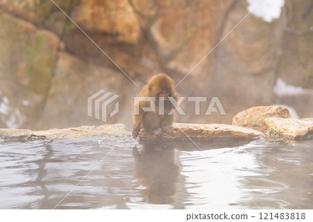 Japanese macaques tasting hot spring water [Jigokudani Monkey Park, Nagano Prefecture] 121483818