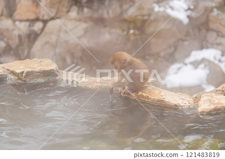 一隻小猴子檢查溫泉水的溫度[長野縣地獄谷雪猴公園] 121483819