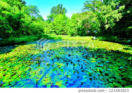 北海道大學校園小野池景觀 北海道大學校園小野池景觀 121483823