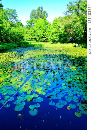 View of Ono Pond on the Hokkaido University campus 121483824