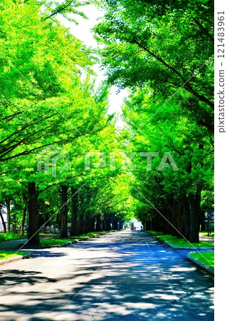 北海道大學銀杏樹 121483961