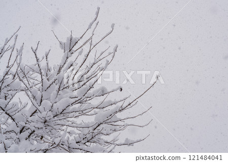 Snow-covered winter tree Snow-covered winter tree 121484041