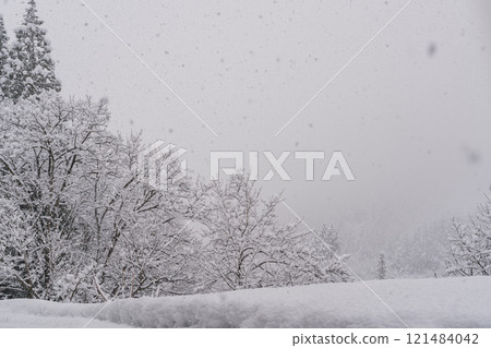 Cotton-capped trees and snow fields 121484042