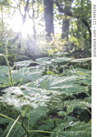 A scene of light shining on a clear stream in the forest - Oyamakiyazawa mountain stream 121484208