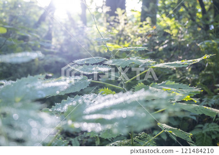 光線照射到森林清澈溪流「大仙溪八澤溪」的風景 121484210