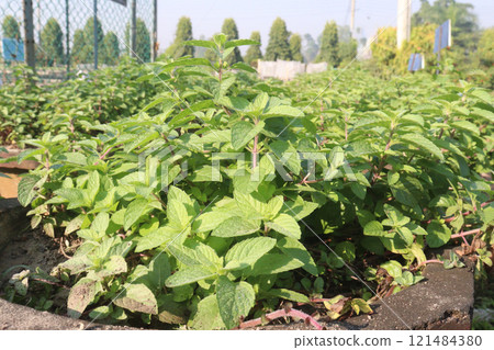 spearmint leaf spice plant on pot spearmint leaf spice plant on pot 121484380