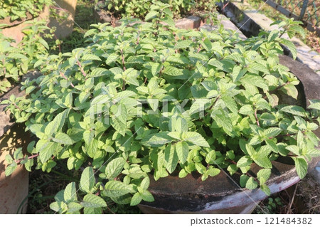 spearmint leaf spice plant on pot spearmint leaf spice plant on pot 121484382