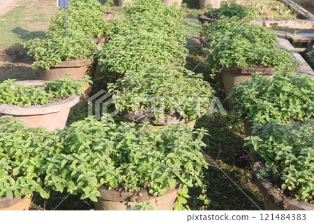 spearmint leaf spice plant on pot spearmint leaf spice plant on pot 121484383