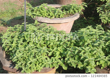 spearmint leaf spice plant on pot spearmint leaf spice plant on pot 121484385