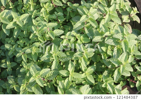 spearmint leaf spice plant on pot spearmint leaf spice plant on pot 121484387