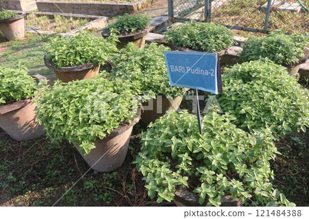 spearmint leaf spice plant on pot spearmint leaf spice plant on pot 121484388