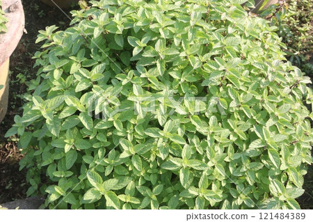 spearmint leaf spice plant on pot spearmint leaf spice plant on pot 121484389