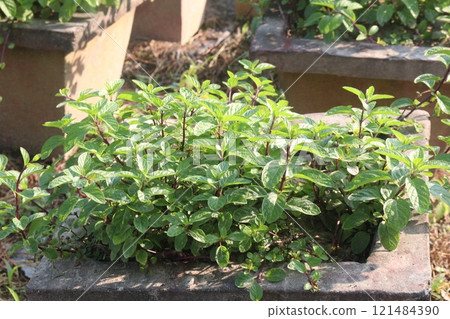 spearmint leaf spice plant on pot spearmint leaf spice plant on pot 121484390