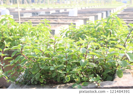 spearmint leaf spice plant on pot spearmint leaf spice plant on pot 121484391