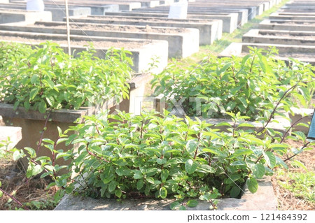 spearmint leaf spice plant on pot spearmint leaf spice plant on pot 121484392