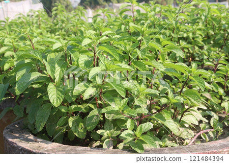 spearmint leaf spice plant on pot spearmint leaf spice plant on pot 121484394