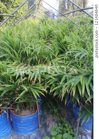 Ginger tree plant on farm 121484640