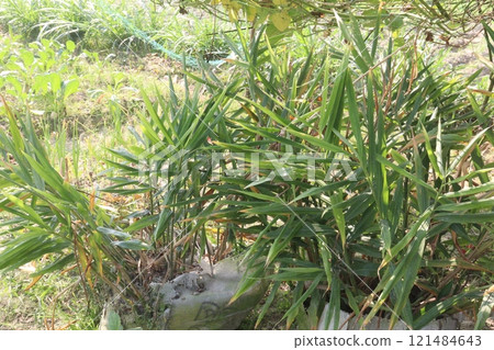 Ginger tree plant on farm 121484643