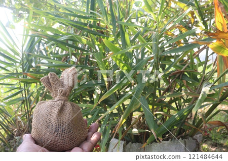Ginger tree plant on farm 121484644