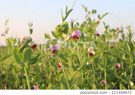 Field pea plant on farm for harvest are cash crops Field pea plant on farm for harvest are cash crops 121484672
