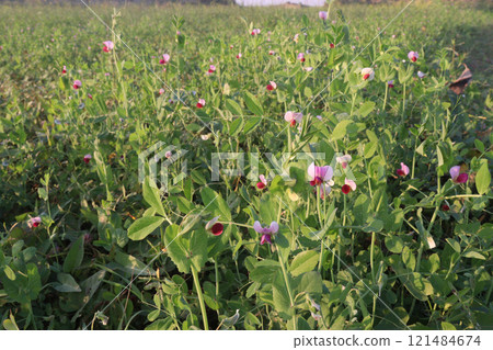 Field pea plant on farm for harvest are cash crops 121484674