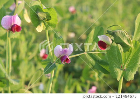 Field pea plant on farm for harvest are cash crops 121484675