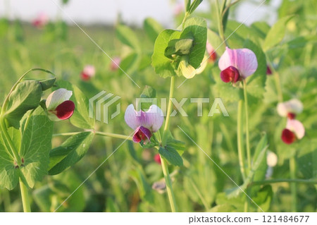 Field pea plant on farm for harvest are cash crops Field pea plant on farm for harvest are cash crops 121484677