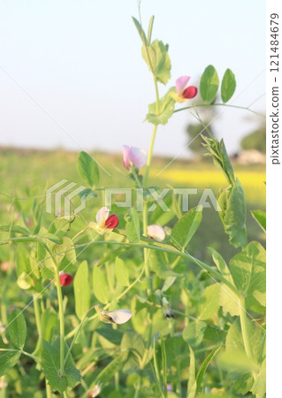Field pea plant on farm for harvest are cash crops Field pea plant on farm for harvest are cash crops 121484679