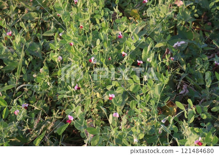 Field pea plant on farm for harvest are cash crops Field pea plant on farm for harvest are cash crops 121484680