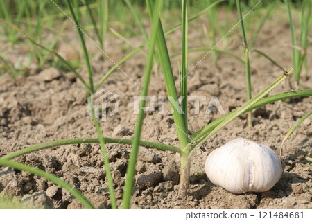 green garlic farm for harvest green garlic farm for harvest 121484681