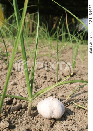 green garlic farm for harvest green garlic farm for harvest 121484682