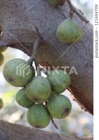 Ficus nota on tree in jungle Ficus nota on tree in jungle 121484709