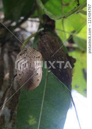 Dioscorea bulbifera plant on farm 121484767
