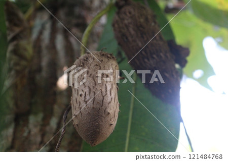 Dioscorea bulbifera plant on farm 121484768