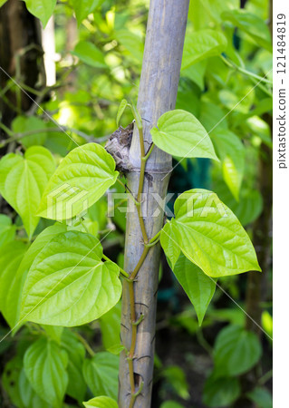 Growing betel plant in the garden Growing betel plant in the garden 121484819